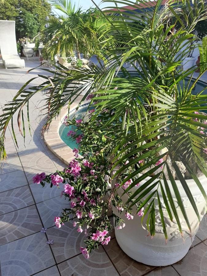 Palmita Hotel Hostel Oranjestad Bagian luar foto